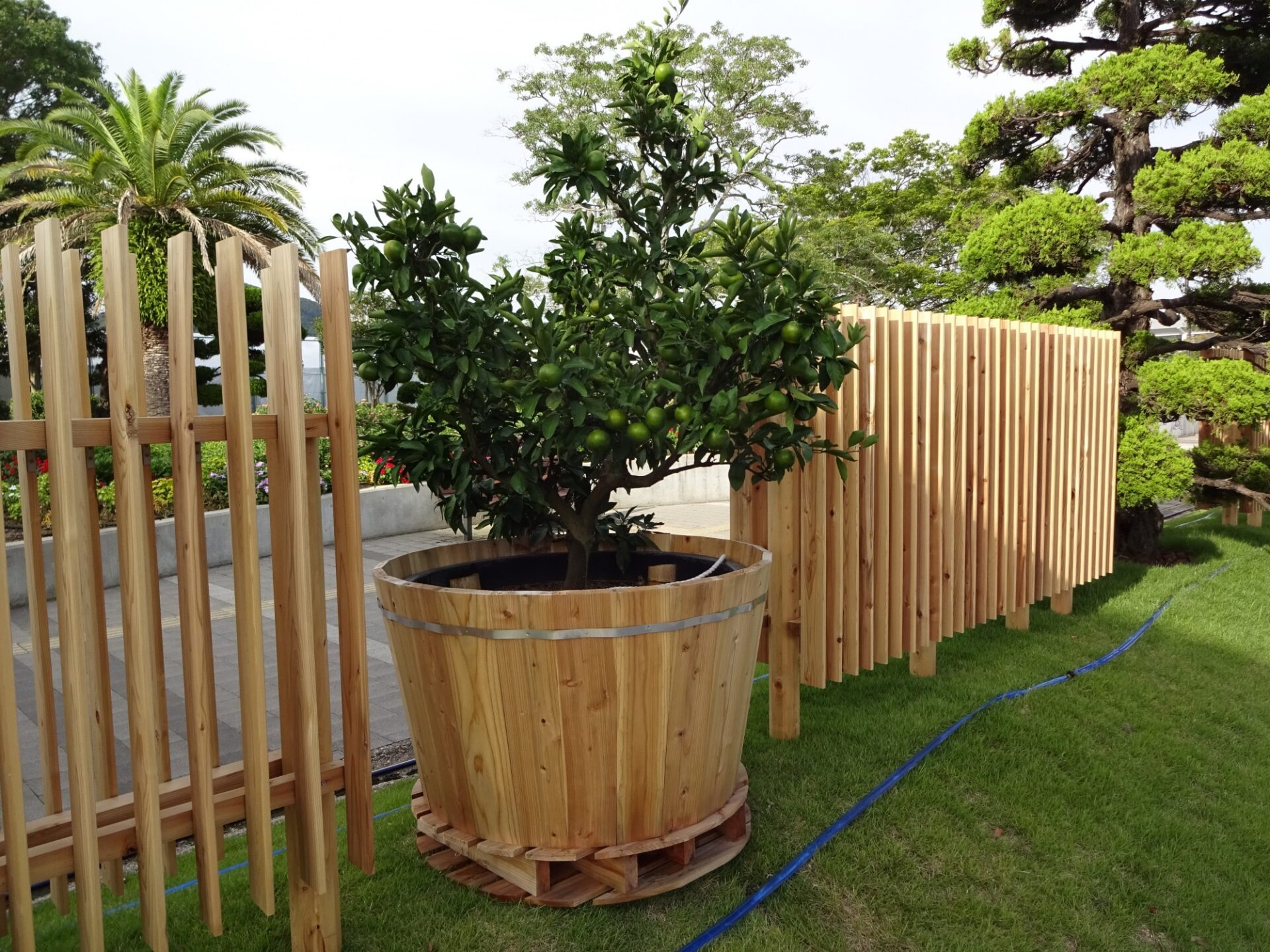 みかんの木プランター