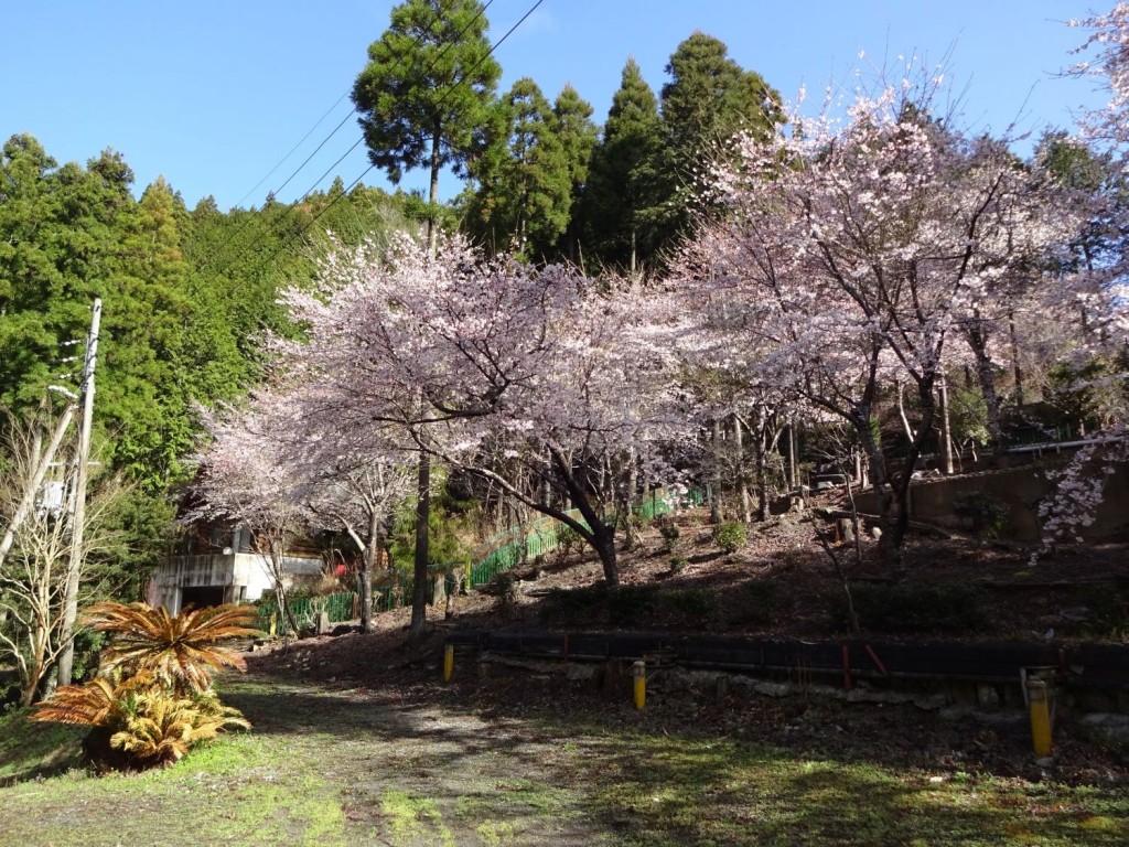 桜の郷20160402 (2)