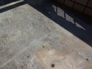 熊取20160719 (2)