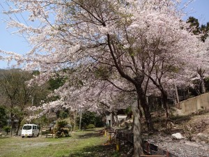 桜の郷20170413